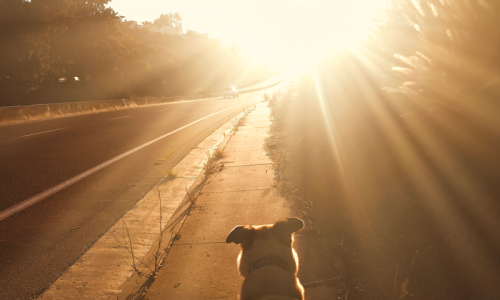 7 Ways to Deal with Pet Grief